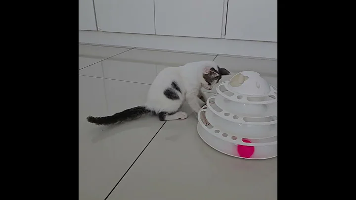 Video 11165261: kittens domestic, haired kitten, kitten adoption, rescue