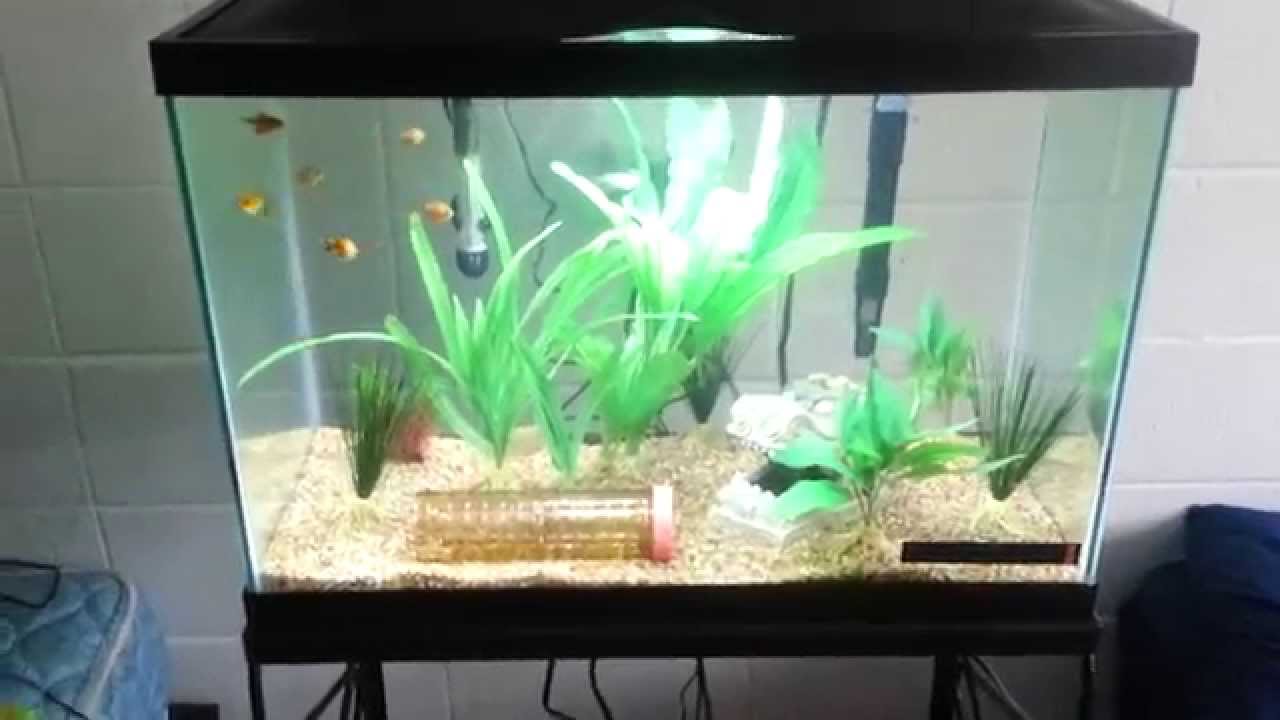  20  gallon  tall  tropical fish tank YouTube