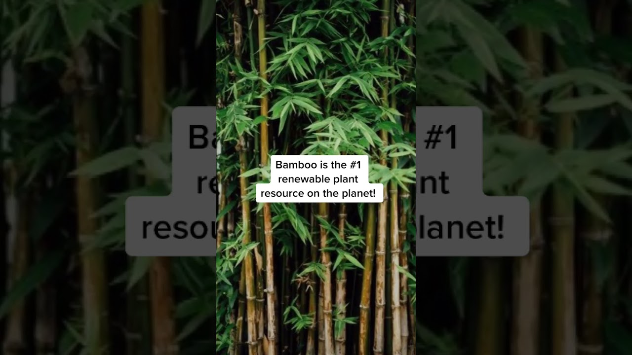 bamboo products