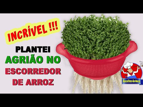 Vídeo: Plantas de agrião em vaso - dicas para cultivar agrião em recipientes