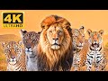 Animal kingdom 4k discover the most beautiful animals in the wildlife world with relaxing music