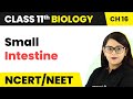 Small Intestine - Digestion and Absorption | Class 11 Biology