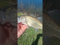 First Bass Of The Year Let Er Go Let Er Grow Small One