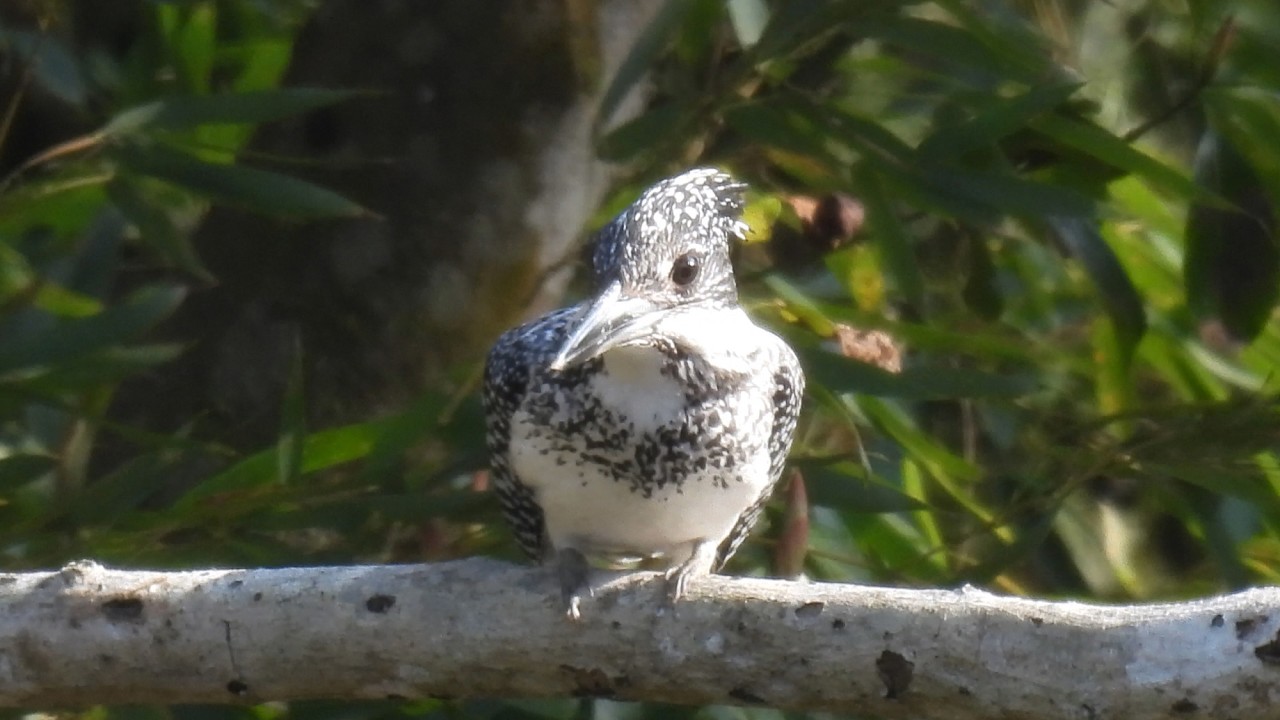 ヤマセミペアMOVIE 260228 混乱 - YouTube