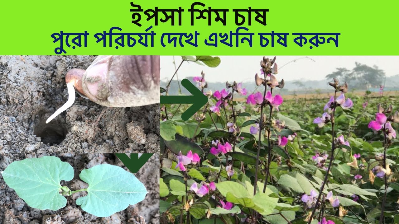 video ইপসা-২ – দেশী সীম