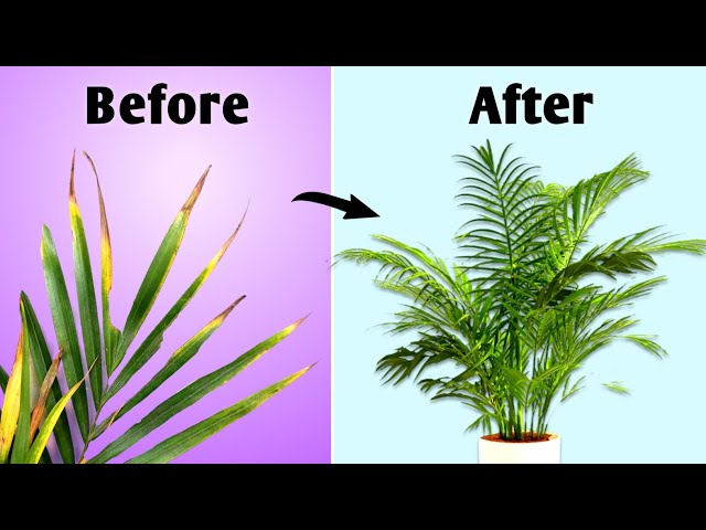 Do This! - Your Areca Palm Will Grow Fast// Areca Palm Care Indoor - YouTube