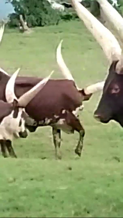 Ubworoz#Inka🐂inyambo#icyimasa#inyana nziza#imbyeyi#guhirwa#Ubucyire#ubukungu#Rwanda🇷🇼African#umugish