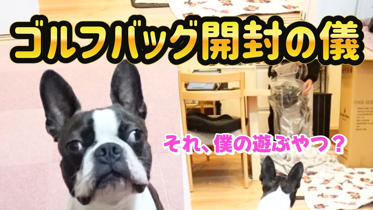 ゴルフバッグ開封を見守るだけじゃない犬#ボストンテリア #ゴルフ