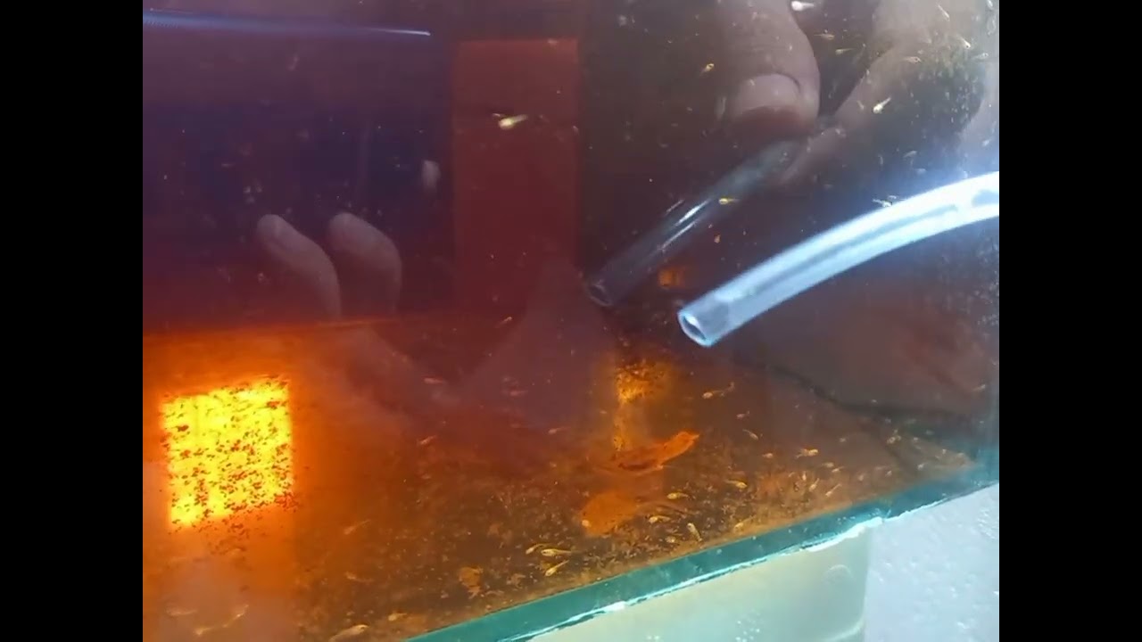 24K Gold Betta Fish Breeding Part (10) ရွှေရောင်တိုက်ငါးသားဖောက်နည်း အပိုင်း(၁၀)