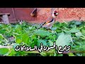 موضوع خاص بأصحاب السلاكات و التزاوج