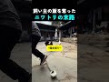 ニワトリの末路