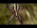 Como caza la araña de un jardín y otras cosas.