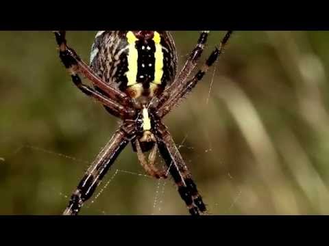 Video: ¿Muerden las arañas de jardín?