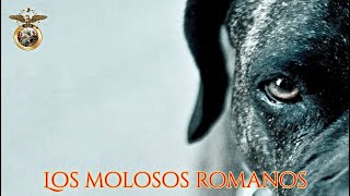 Histórico📜 | Los molosos romanos🐕‍🦺 | Extracto libro Soldados de cuatro patas págs. 29-35✍