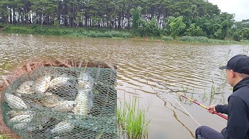 câu cá rô sau cơn bão