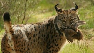 Lynx Big Cat Or Wild Cat! Most Beautiful Lynx Wild Animal In The World