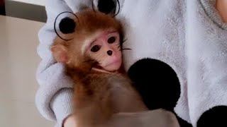 Clothes or No Clothes Monkey's Ultimate Style Dilemma Revealed!#monkey #monkeyvideo #cuteanimals by Allen me 3,287 views 2 months ago 1 minute, 12 seconds