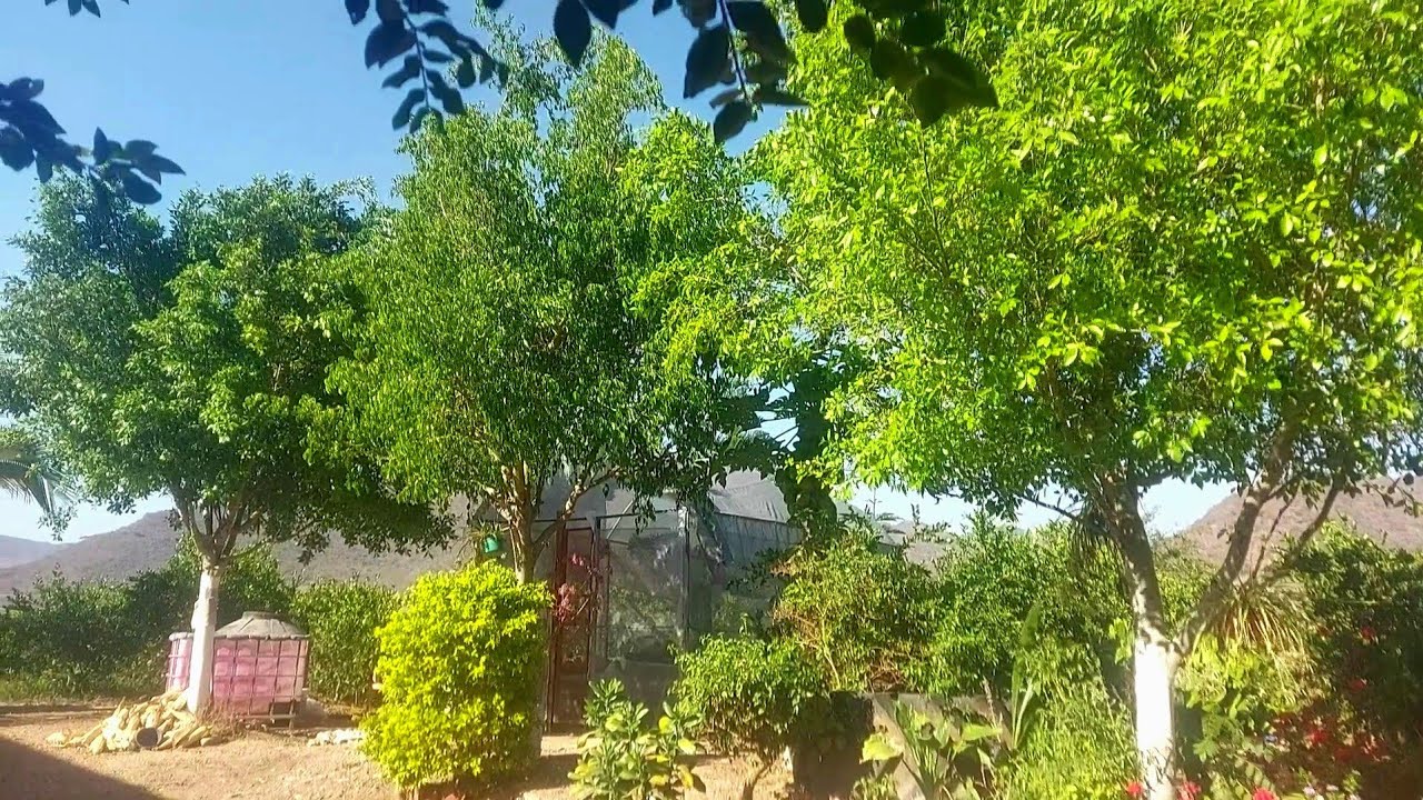 Arboles De Crecimiento Rapido Y Hoja Perenne - Quimper