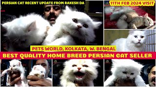 Best Quality Home Breed Persian Cat Seller | Limited Stock | Pets World, Kolkata, W.B.|11th Feb 2024