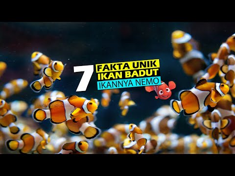 Video: Akankah ikan badut menjadi inang karang?