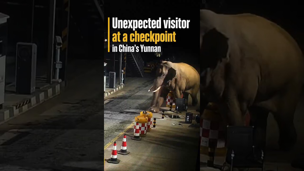 Wild Asian elephant passes through checkpoint in southwest China