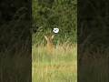 "Precision Headshot – Close-Range Roe Deer Kill"#RoeDeerHunt#HeadshotKill#CloseRangeShot