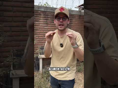 🎬 Video con opiniones sobre Repelentes De Serpientes Leroy Merlin