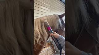 CURLING MY HORSES MANE! #horse #equestrian