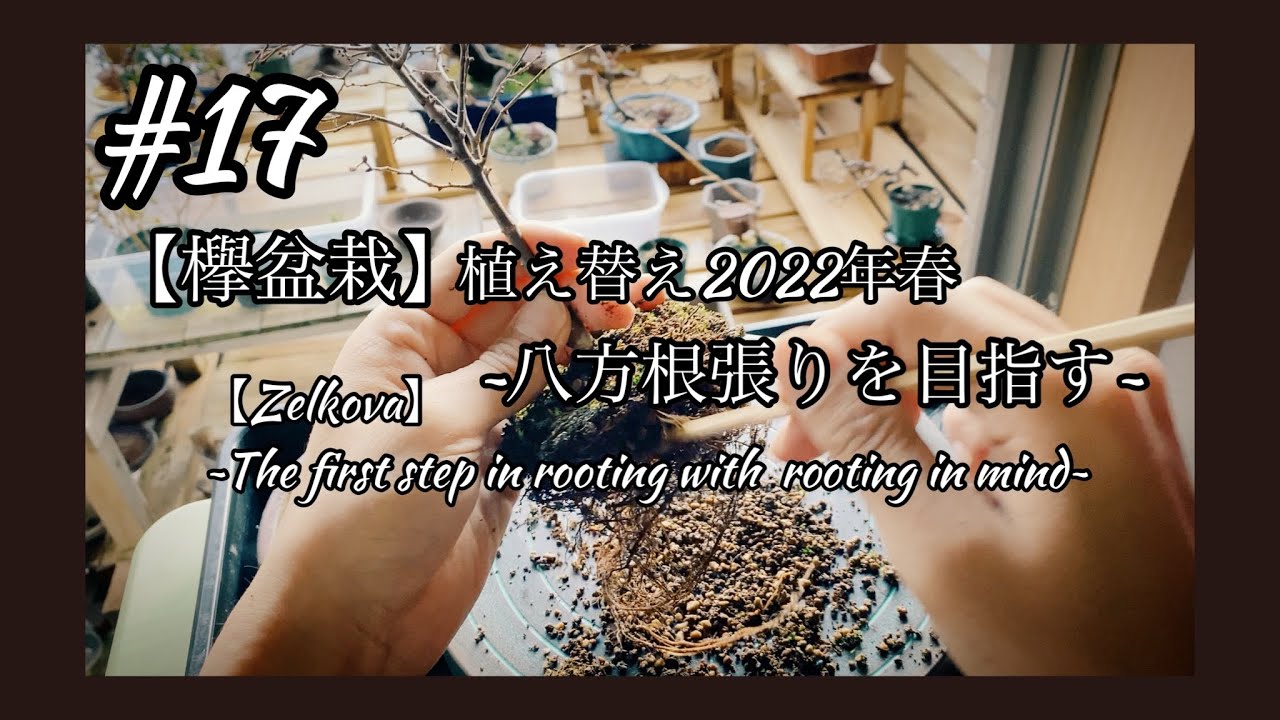 17 【欅①】盆栽の植え替え2022年~根張りを意識した根作りの一歩目