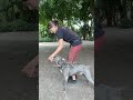 Another About-Turn #dogtraining #americanbully #advancedobedience