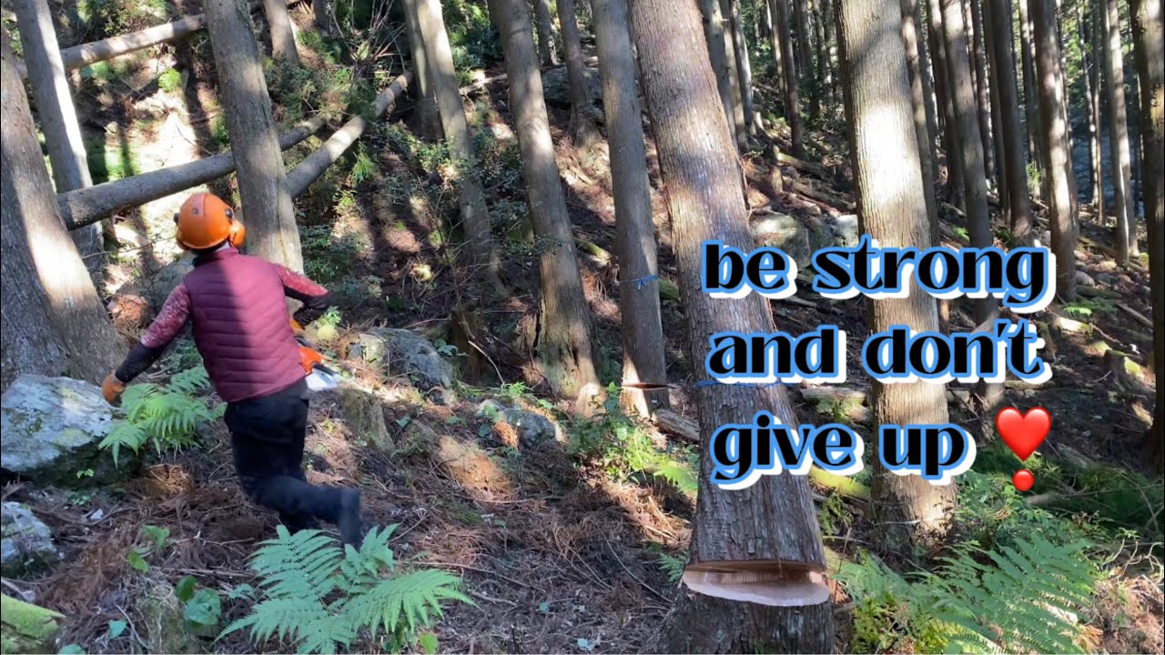 Stihl Ms 261 cutting big trees 🌲 - YouTube