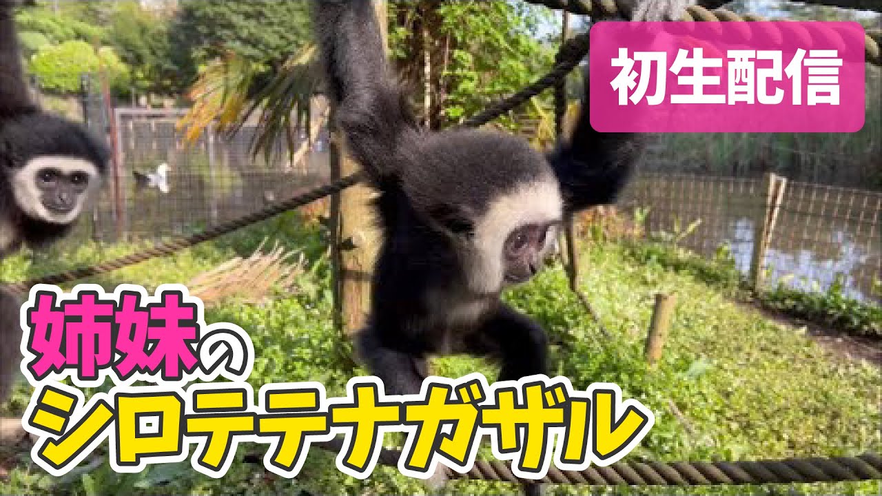 シロテテナガザルの生だより Youtube