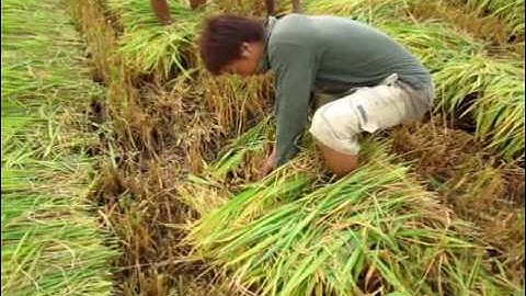 Bắt chuột đồng