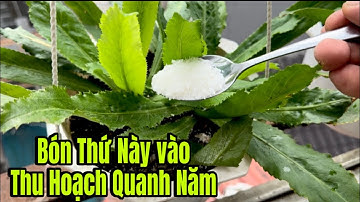 Chi Cần Bón Thứ Này Không Tốn Một Xu Nào Nữa Các Loại Cây & Rau Tươi Tốt Quanh Năm