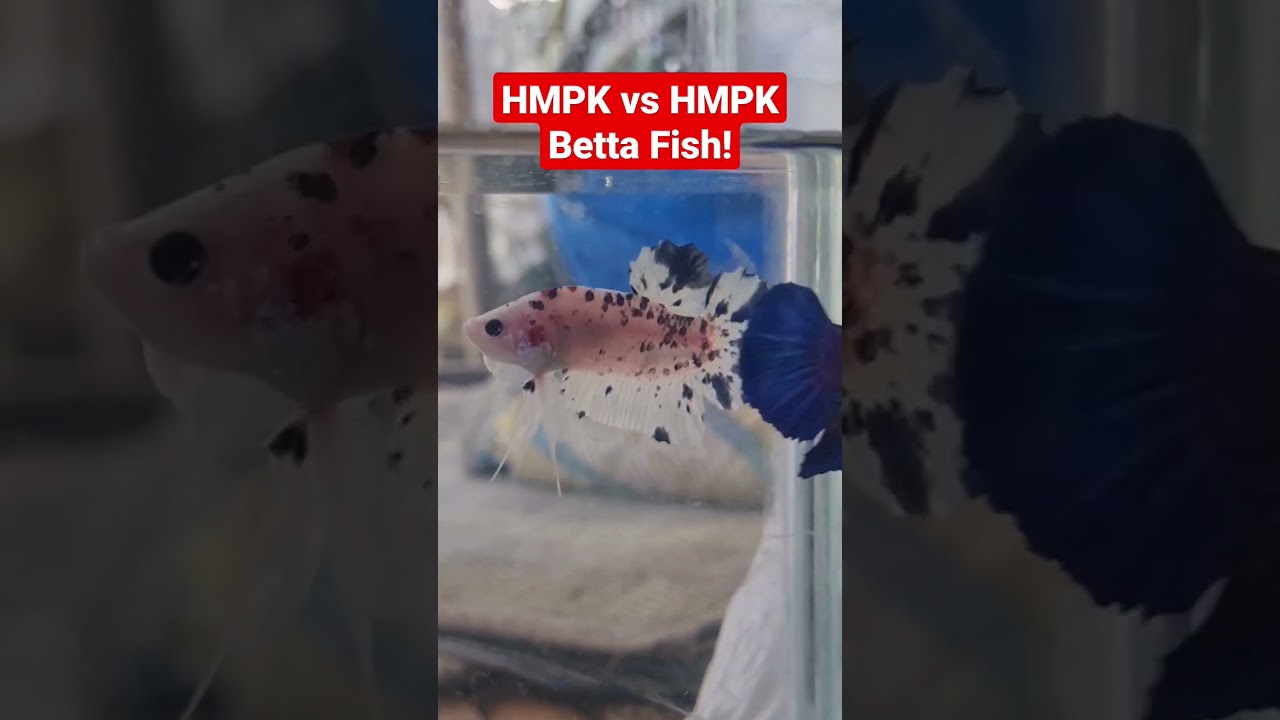Betta Fish vs. Betta Fish #bettafish #viralshorts #fishkeeping