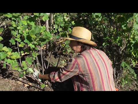 Video: Potatura Di Ribes Nero: Come Potare Correttamente I Cespugli Secondo Lo Schema? Su Quali Rami Fruttifica Il Ribes? Qual è Il Momento Migliore Per Tagliarlo?