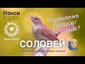 NENSI / Нэнси  - Соловей ( Official Video HD )