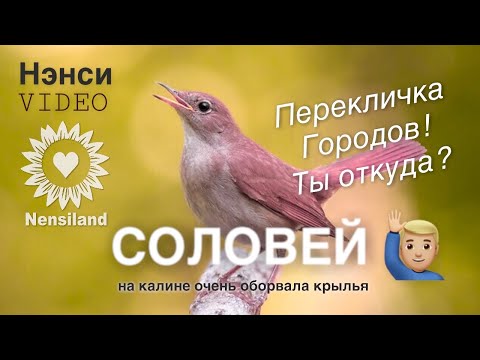 Нэнси - Соловей