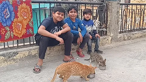 Watch the video about Hungry cats meowing | Cat and her baby drink milk with pleasure | #cat @FunnyPets555