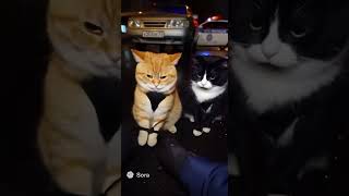 Котов задержали сотрудники дпс #ai #sora2 #ии #коты #дпс