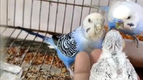 Bird hatching and brooding || 4k video