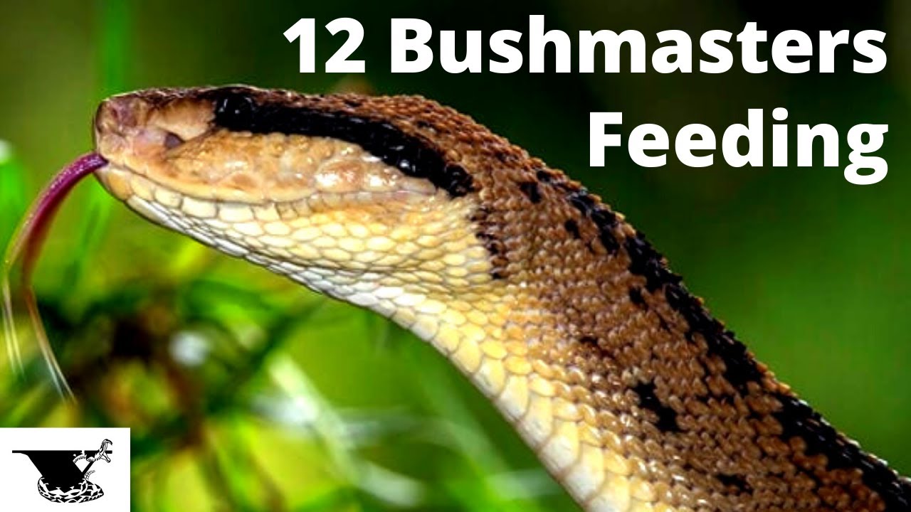 World s Largest Pit Vipers Strike Feeding 12 Bushmasters YouTube the-bushmaster-found-in-guyana-is-the-largest-pit-viper-in-the-world