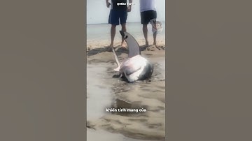 Chú cá mập mắc cạn