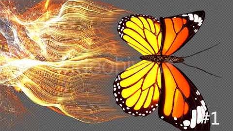 Yellow Butterfly Particle Trailing Flying Transtion 3 In 1 | Motion Graphics - Envato elements