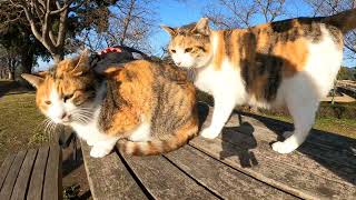 三毛猫姉妹とキジトラ猫が公園のベンチを占領する