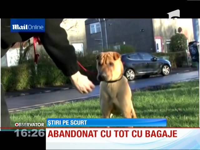 Caine Abandonat Cu Tot Cu Bagaje Youtube