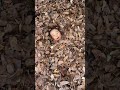 2歳の息子が行方不明になり焦るパパ #shorts #2歳
