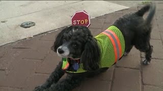 Meet Patches the Crossing Guard Dog