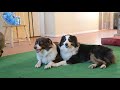 Two Ozzy Shepherds Sitting on the Floor while a capybara walks behind them squeaking