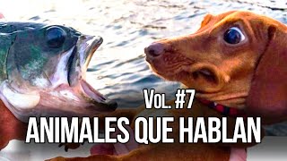 ANIMALES QUE HABLAN #12 #13 y #14 🤣 CARLOS ROCA @carlosrocalocutor